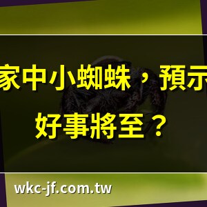 家裡 出現 小 蜘蛛 代表 什麼