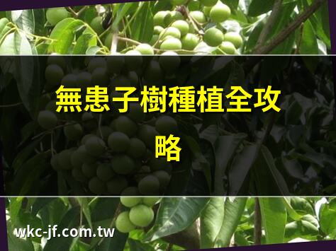 無患子樹種植全攻略 | 無患子樹結果時間表 | 盆栽無患子樹技巧 | 中央研究院無患子生態