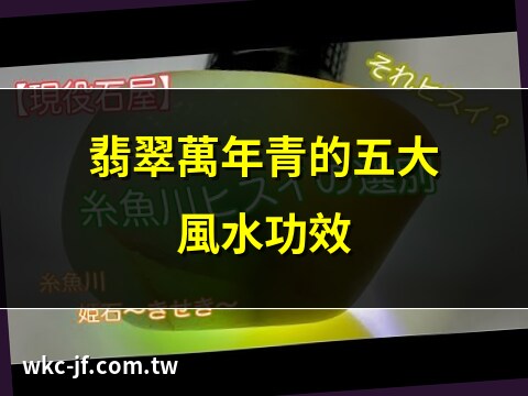 翡翠萬年青