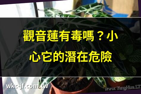 觀音蓮有毒嗎？小心它的潛在危險 | 黑葉觀音蓮有毒，養殖需謹慎 | 小仙女觀音蓮：真相揭曉，有毒嗎？ | 黑絲絨觀音蓮有毒，預防措施必看