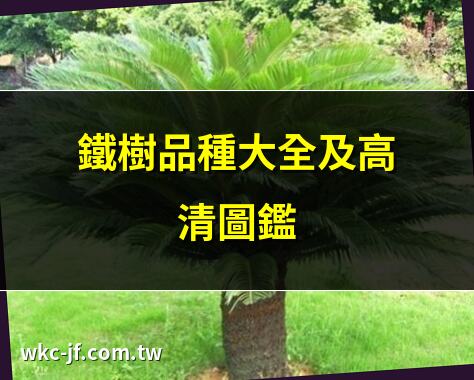 鐵樹品種大全及高清圖鑑 | 揭秘鐵樹品種的奧秘 | 鐵樹品種哪個最名貴？ | 鐵樹最好品種推薦