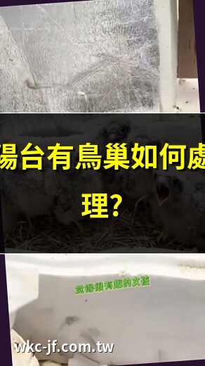 小鳥在陽台築巢