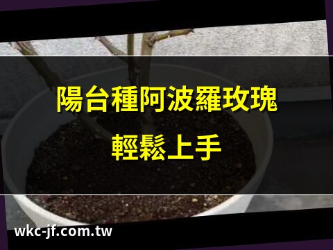 阿波羅陽台玫瑰