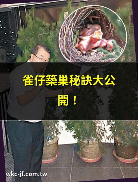 雀仔築巢秘訣大公開！ | 斑鳩築巢驚人行為揭秘 | 如何防止雀仔築巢？ | 雀仔築巢對家居的影響