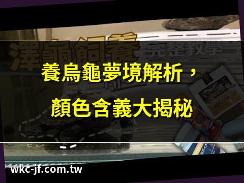 夢見養烏龜